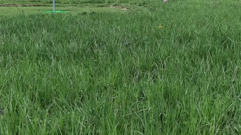 Multigolf Lokve